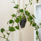 Find Out What It Means To Me Plant Hanger