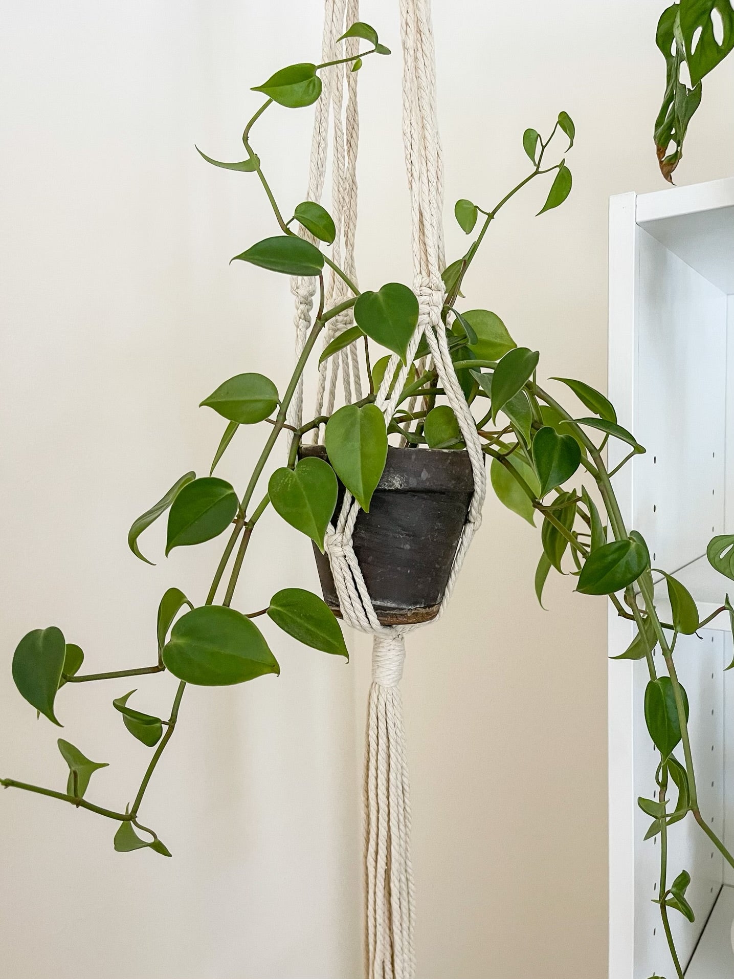 Find Out What It Means To Me Plant Hanger